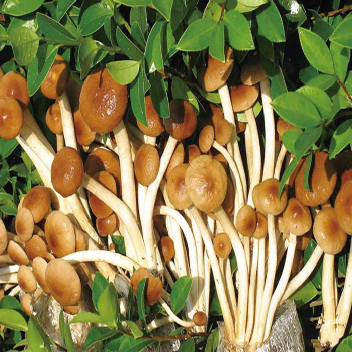 經(jīng)常吃菇的九大好處