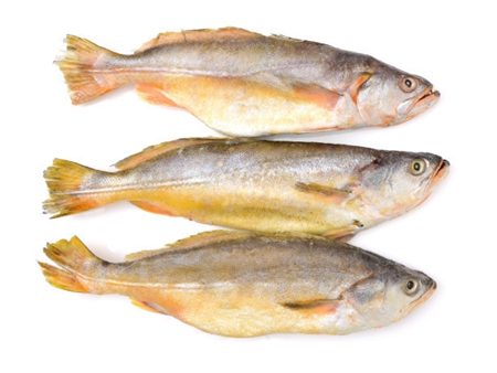 小黃魚