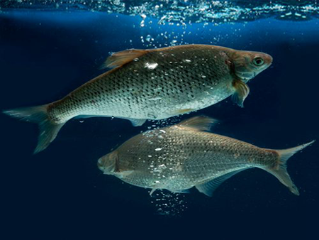 邊魚