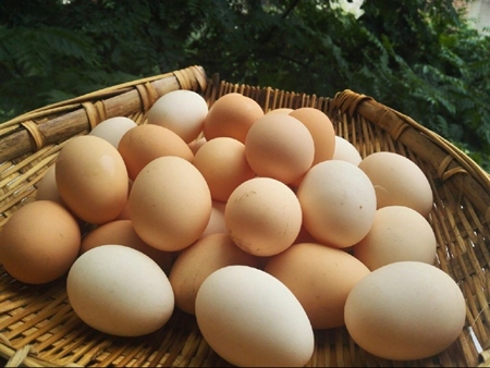 散養(yǎng)玉米雞蛋