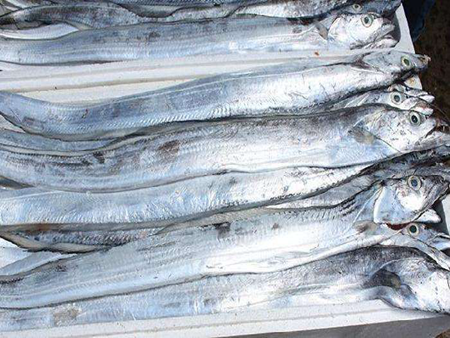 帶魚10kg 5/7