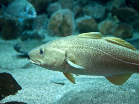 凍鱈魚22kg