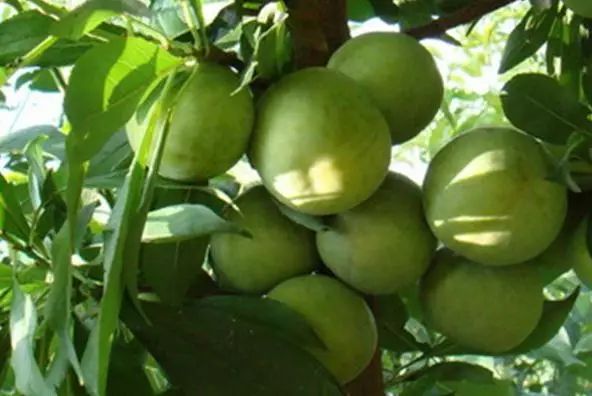 熱愛這個(gè)季節(jié)，因?yàn)槭抢钭映墒旒?>
        </div>
        <div   id=