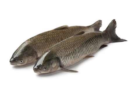 草魚(yú)