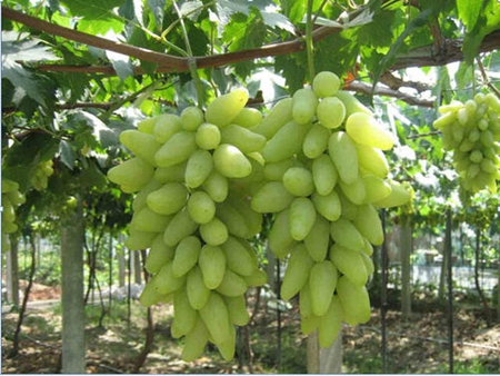 金手指葡萄