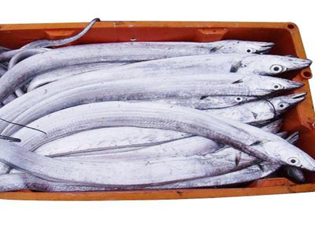 帶魚10kg 2/3