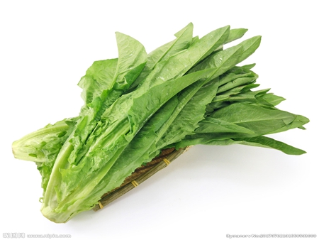 優(yōu)質(zhì)油麥菜