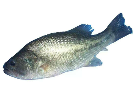 鱸魚
