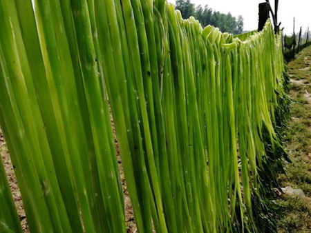 貢菜