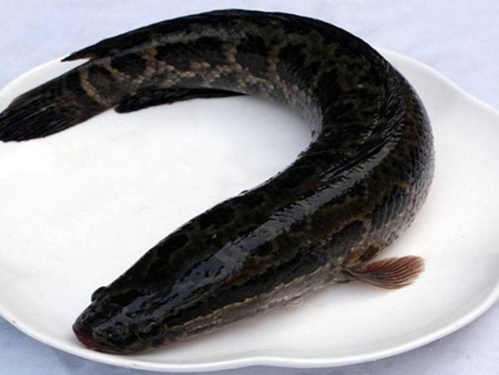 烏魚