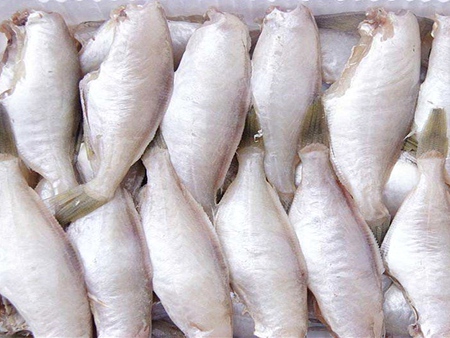 耗兒魚