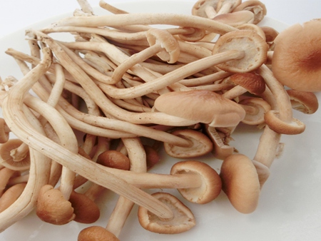 茶樹(shù)菇
