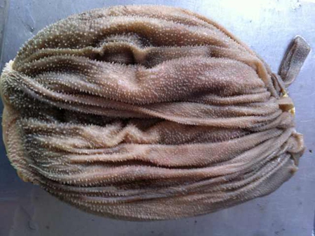 鮮毛肚