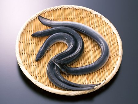 飼養(yǎng)鱔魚(yú)