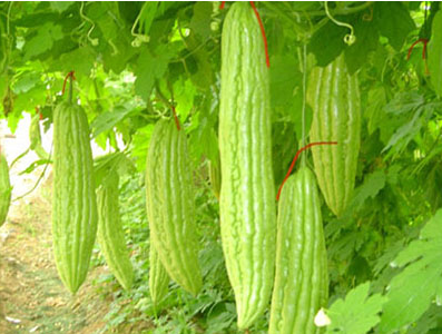 劃得著常見養(yǎng)身蔬菜有哪些？