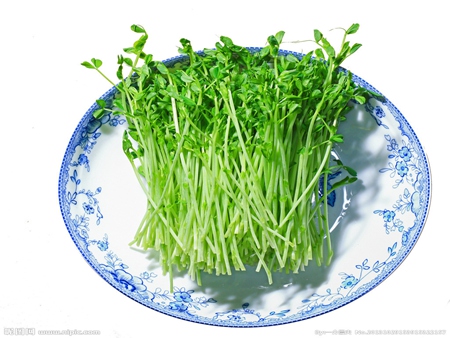無公害豌豆苗