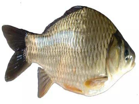 湘云鯽