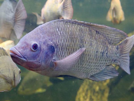 羅非魚
